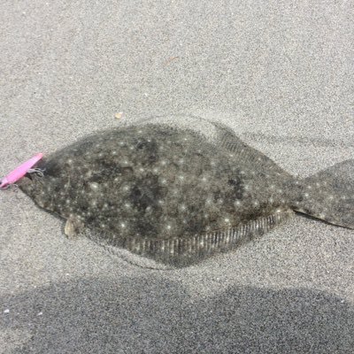 STRADIC_4000HGM's profile picture. 社会人  食べれる魚は何でも釣ります 釣り人はフォロバ100% タ̄メ̄口̄でいいから気軽に絡んでくれ((( °ω° ;))) 船と沖堤は好きじゃない。