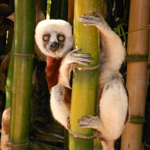 helpMadagascar's profile picture. 