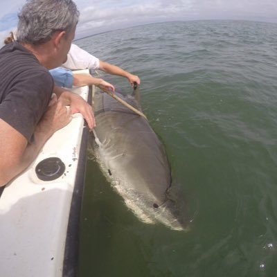 I'm a female Tiger shark tagged off the coast of South Carolina.