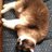 snowcat_mofmof