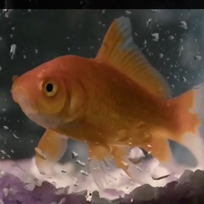 onelove_onefish's profile picture. Oh hai! I'm the fish from the One Love music video by Marianas Trench. I enjoy swimming and being orange. Instagram: Onelove_onefish