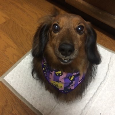 ポーカーやりたい