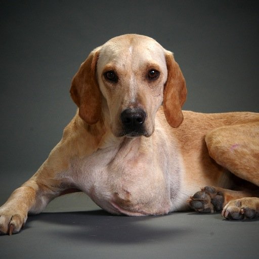 marshall_dog's profile picture. Marshall inspires children to be kind to each other  and act with courage to stop bullying . Marshall's a reminder to not give up 5 minutes before the Miracle