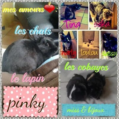 j'aime mes love❤ 
cobayes : Bijoux et Miss❤
lapin : Pinky❤
chats : Sassy , Syska , Tina ,Charly
^-^