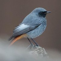 Birding Lothian(@birdinglothian) 's Twitter Profile Photo