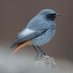 Birding Lothian (@birdinglothian) Twitter profile photo Birding Lothian (@birdinglothian) Twitter profile photo