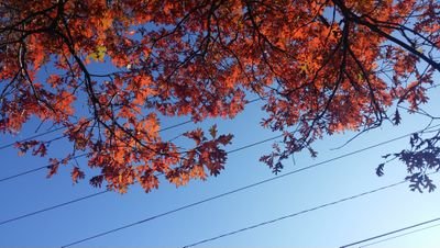 Ardeidae04's profile picture. 