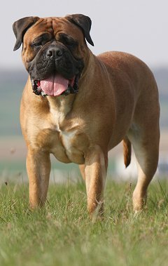 The Bullmastiff is a large size breed of domestic dog, with a solid build and a short muzzle.