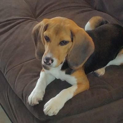 BLADIMIROVIEDO's profile picture. 