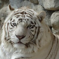 東武動物公園【公式】リュウくん (@tobuzoo7) 's Twitter Profile Photo 東武動物公園【公式】リュウくん (@tobuzoo7) 's Twitter Profile Photo