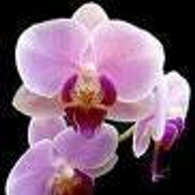intdevhealth's profile image