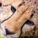 Ronnie Keating - @lightningman489 - Twitter