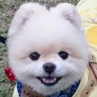 松本チャッピー(@chapinosin) 's Twitter Profile Photo