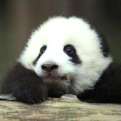 PandA_yuy's profile picture. 既婚者／二児の父／ アラサー／営業職／株初心者／エレ片大好き／水どう大好き/…