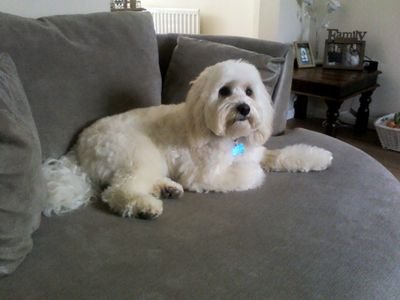 mellor_tracey's profile picture. 