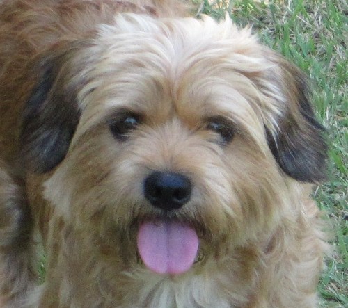 rukuri's profile picture. 皆様こんにちは♪トトロに似てる旦那様と、ムーミンに似てる私と、ノーフォークテリアに似ている迷いワンコの３匹暮らしです。どうぞよろしくお願いします(*^o^*)