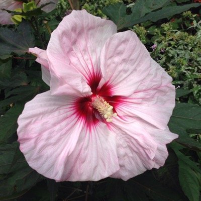 alosun1's profile picture. 