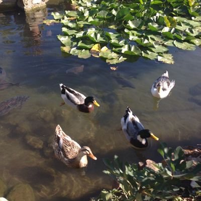 ulkusedef's profile picture. 