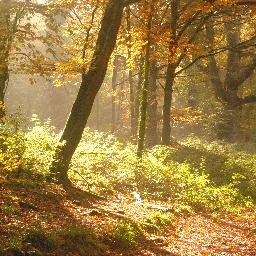 ethocgenusomne's profile picture. 