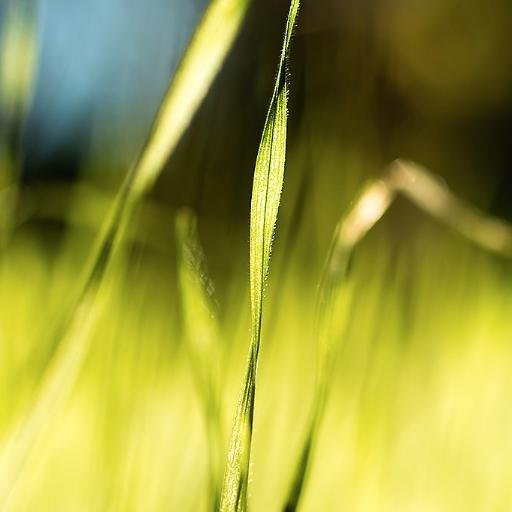 Folsi's profile picture. Secret agent.