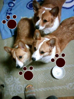 3コギとツレと楽しく賑やかに暮らす日々 たまにツィートしております。