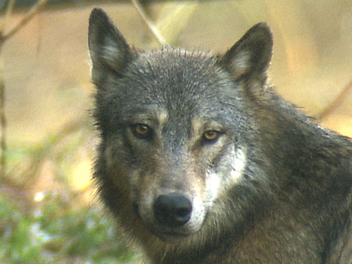 shimokunetaka's profile picture. 家族：妻と娘2人 職業：医療・科学・自然番組のディレクター