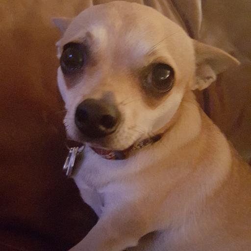 I am just your everyday Chihuahua living the celebrity life. Follow me on Instagram to see my daily adventures. #dogsoftwitter