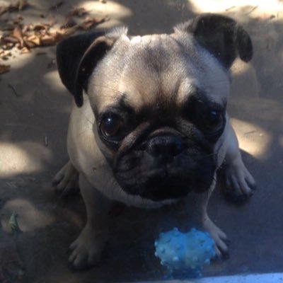 ZeldaSVieira's profile picture. 