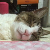 KUNImonn (@pigcat_reji) 's Twitter Profile