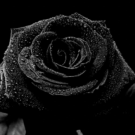 TheBlackRose5's profile picture. 