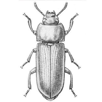 maxbugfarmer's profile picture. Curious french urban farmer