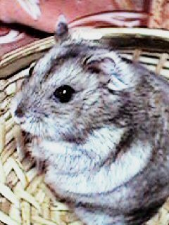 shige_rx93's profile picture. 50後半おじさんの暇潰し🤣 ツイートは日常とおやつの記録、たまに愚痴。 フォローは「縁」があった人のみ🤗