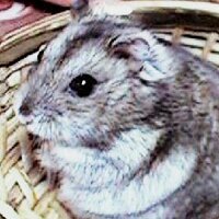 しげ_晩酌制限中 (@shige_rx93) Twitter profile photo