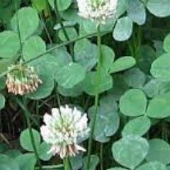 hrevueltaregge's profile picture. Anarquista y conservador. Católico auto crítico. Agrónomo por estudio, pseudo abogado por trabajo. Paradojas que me ratifican como individuo original y único.