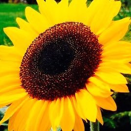 alamafranka's profile picture. 