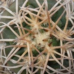 Spegazzinii's profile picture. Starting a year long project to post #OTD every gig I have been to that I have some tangible artefact for! Stand by for 40+ years of fun….