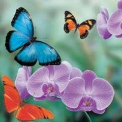 Dr_Kiani1's profile picture. 