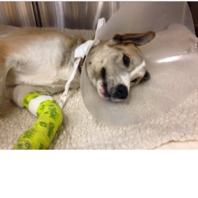 My name is Zeus, I was hit by a car and am in the hospital suffering 2 broken legs and a collapsed lung. please help me raise money for my surgery. donate below