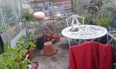 love life,always busy, #chickens #gyo #preserving #homebrew #allotment holder #veg grower #grandma #mum #wife #carer