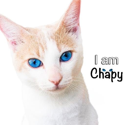 I am Chapy, a Japanese Bobtail cat! I'm here to make you smile!