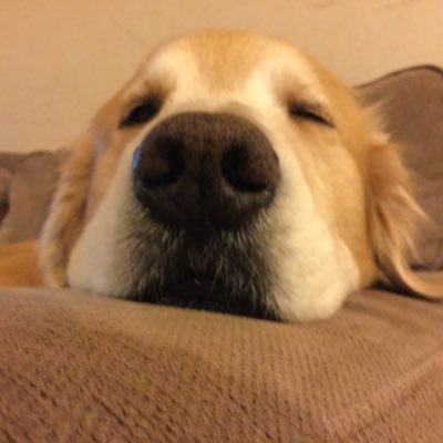 ao1mark's profile picture. グルメ大好き