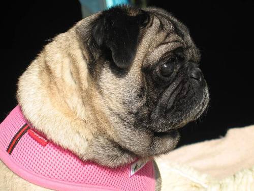 Rescuing pugs in Northern Illinois & surrounding areas