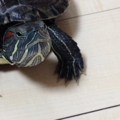 megringさんのプロフィール画像