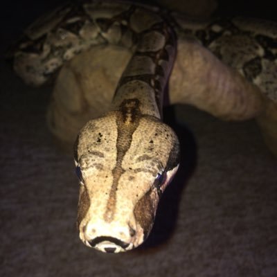 rwaring61's profile picture. all about my children and reptiles  , life is good . love my family , friends and followers