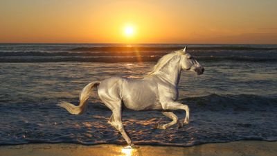 salim611116's profile picture. 