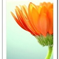 Greene Florist (@kgreenedesigns) 's Twitter Profile