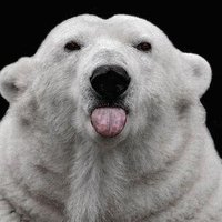 peter burton (@peteswildlife) 's Twitter Profile Photo peter burton (@peteswildlife) 's Twitter Profile Photo