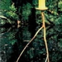 hoonose (@hoonose) 's Twitter Profile