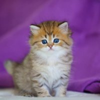 Glanbrook Vet (@glanvet) 's Twitter Profile