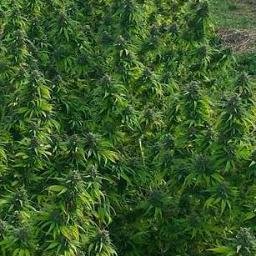 CBDFreeForAll's profile picture. 